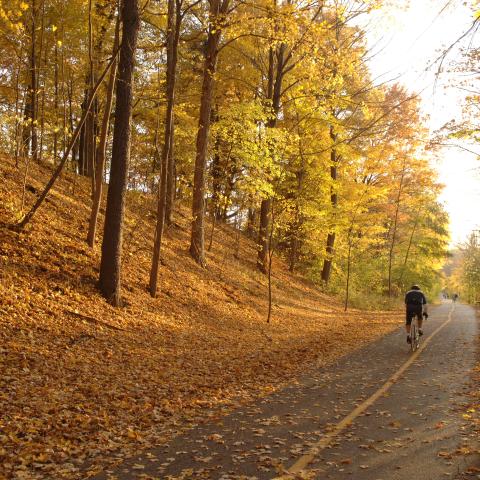 Cyclist on a Bike Path in the fall